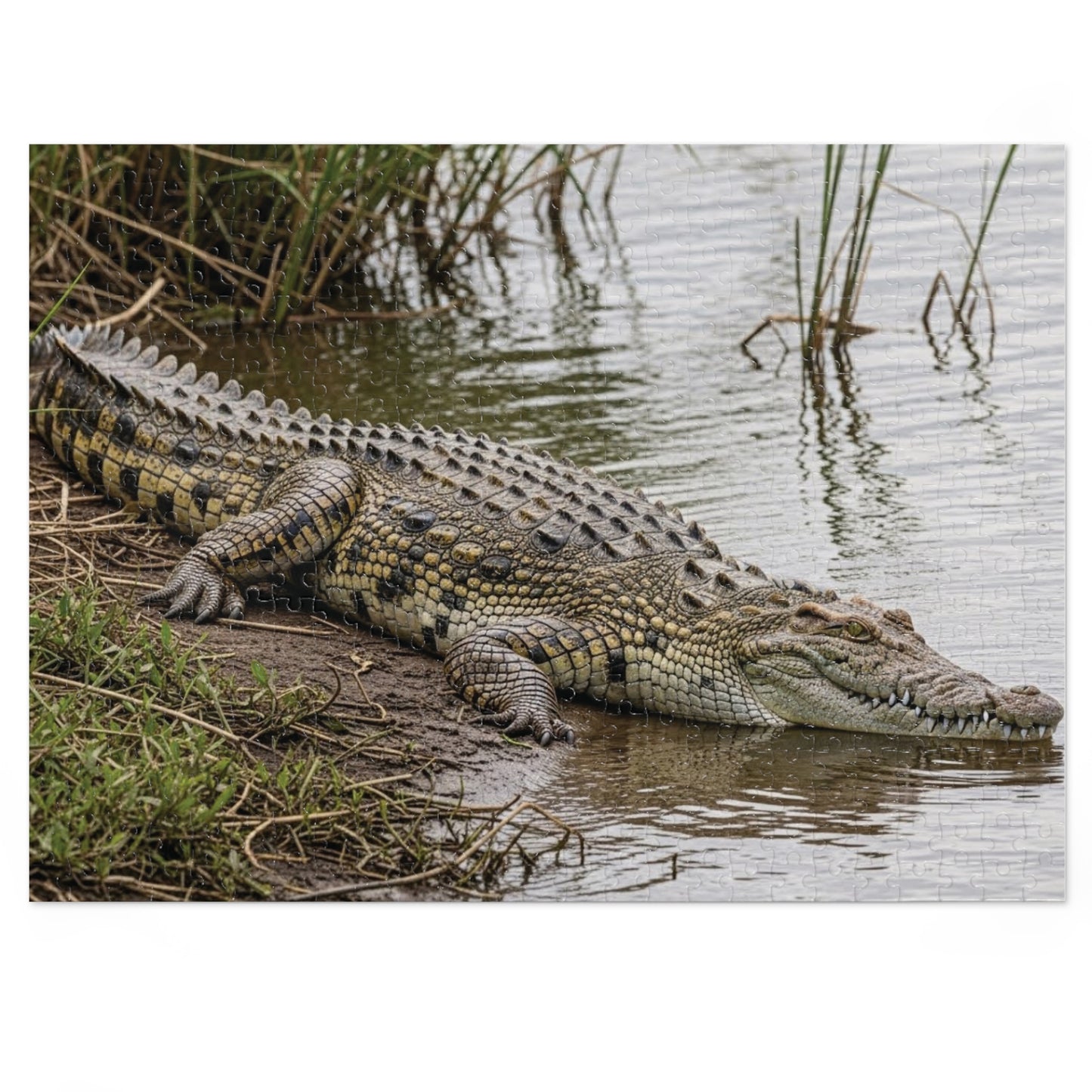 Crocodile Wildlife Jigsaw Puzzle