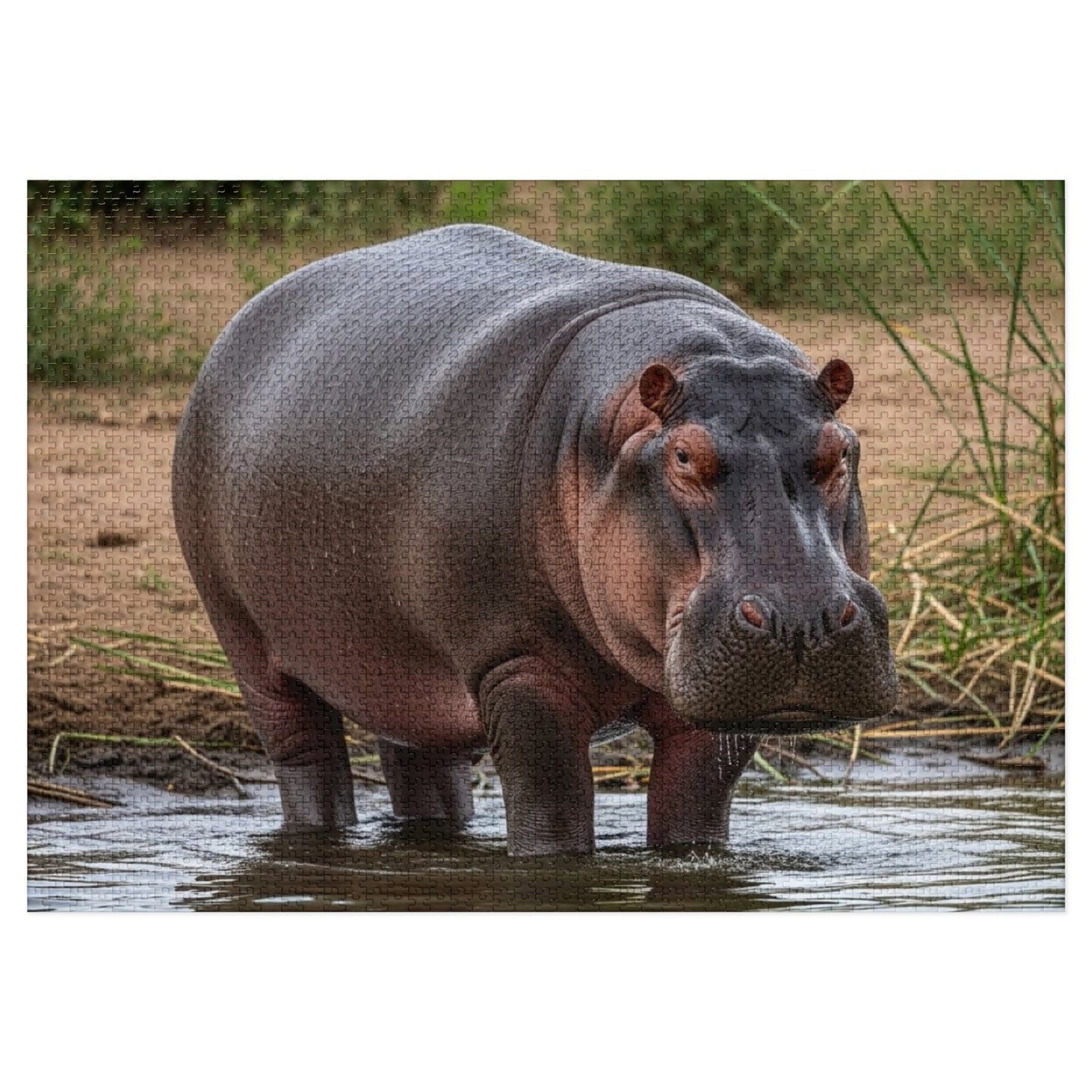 Hippopotamus Jigsaw Puzzle