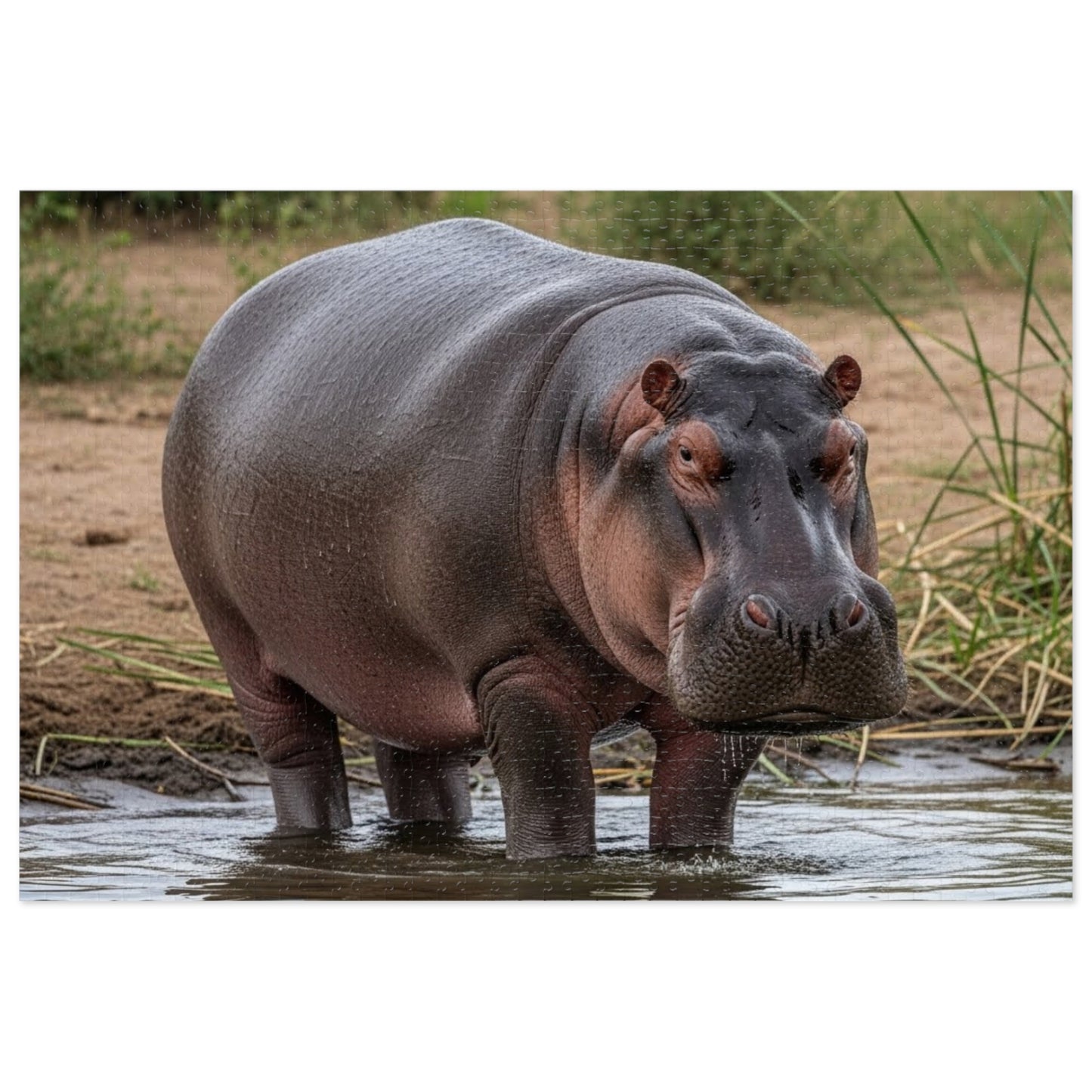 Hippopotamus Jigsaw Puzzle