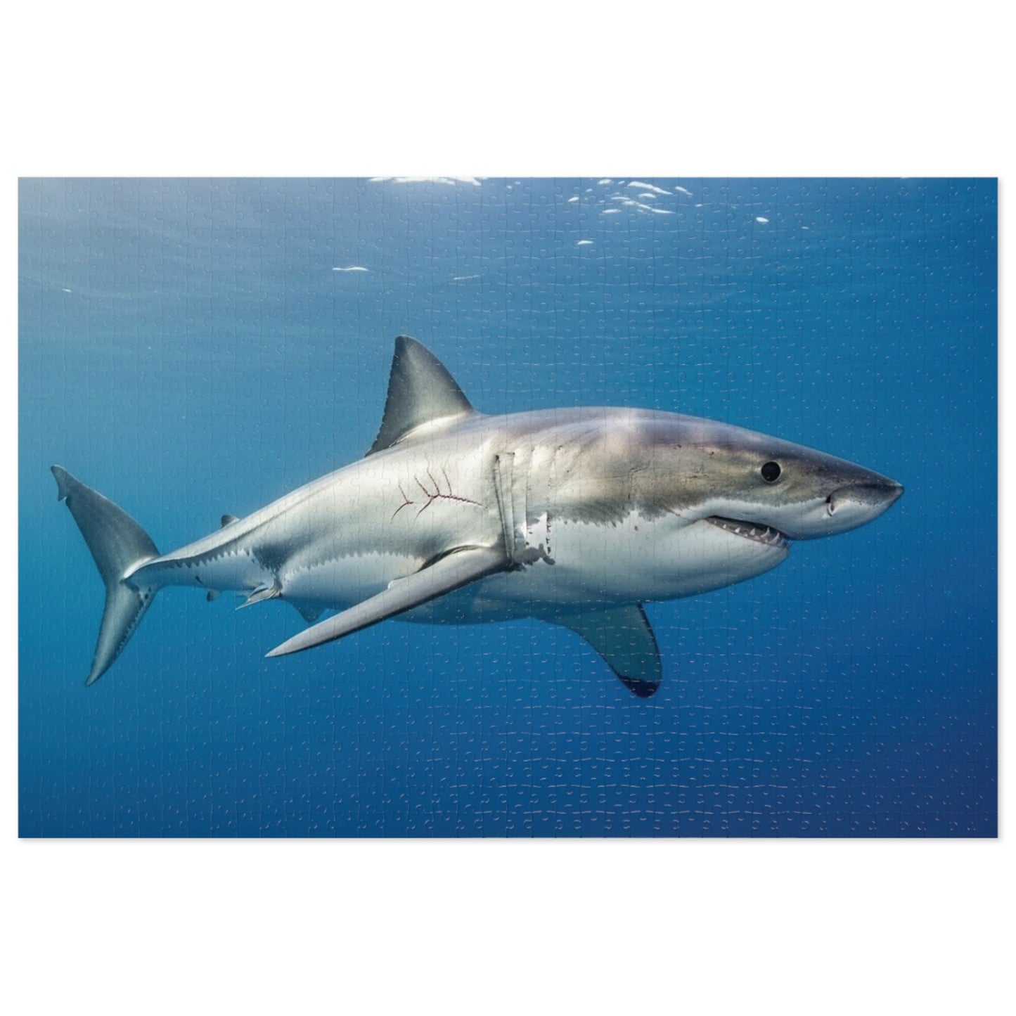 Great White Shark Jigsaw Puzzle — 500-Piece Ocean Puzzle with Tin Gift Box