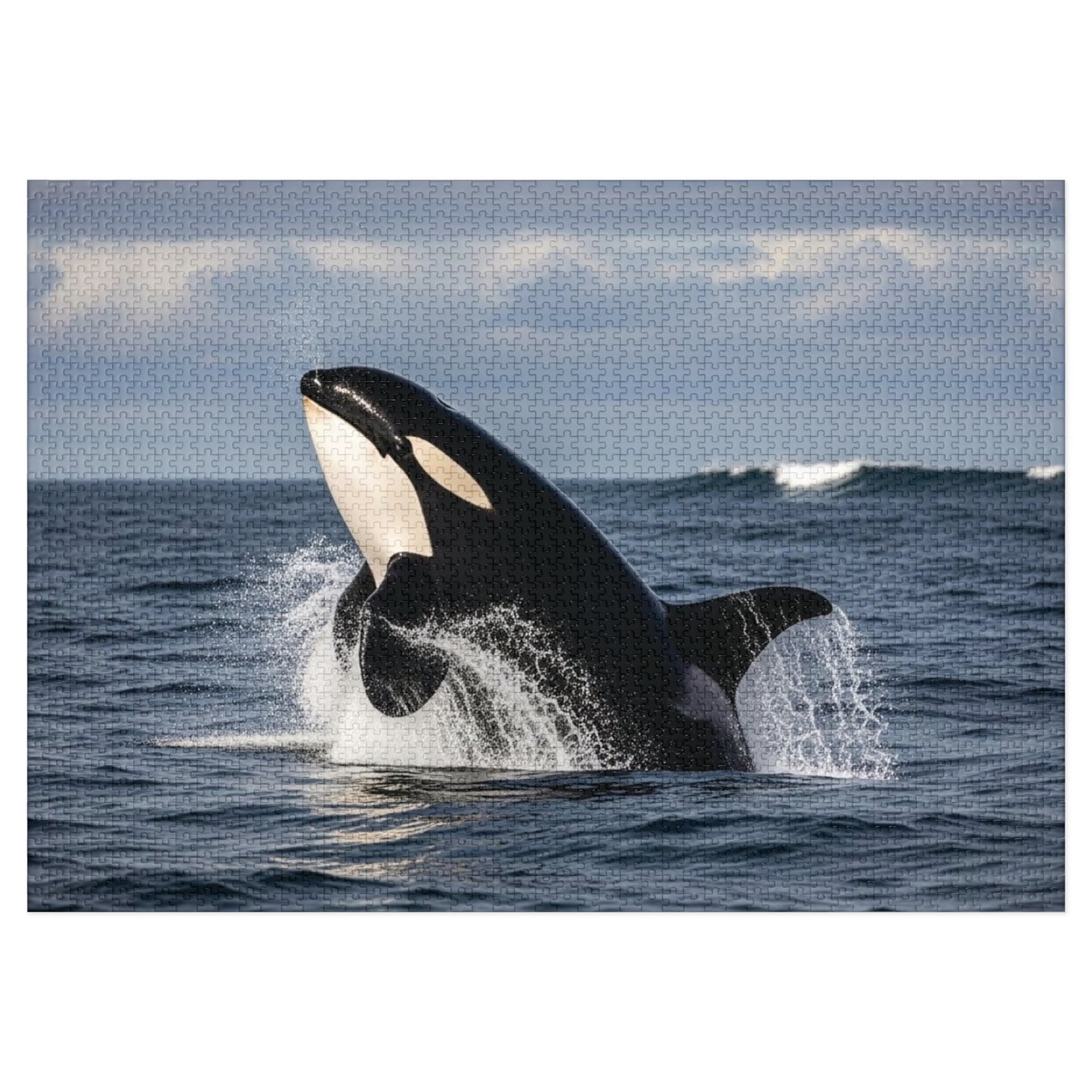 Orca Whale Jigsaw Puzzle — 500-Piece Ocean Puzzle with Tin Gift Box