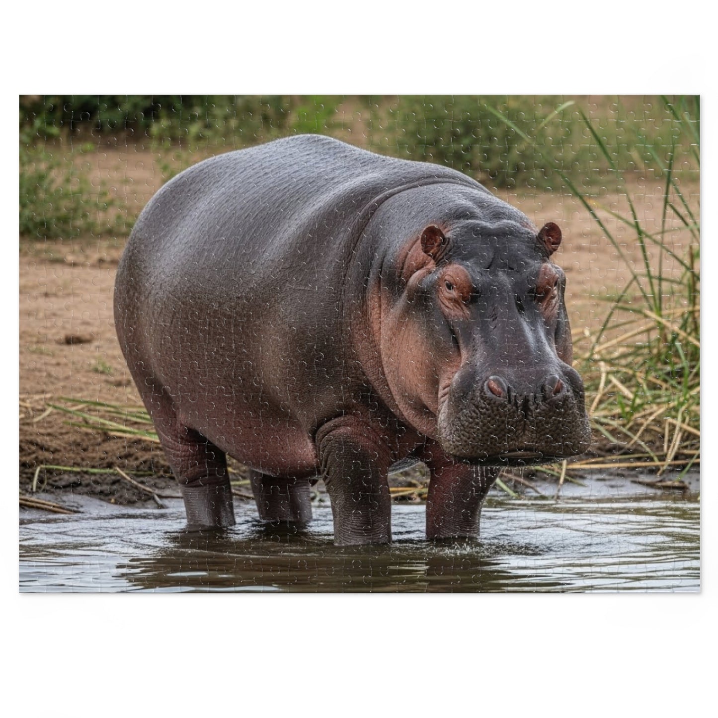 Hippopotamus Jigsaw Puzzle